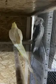 Prodám chovný pár korel