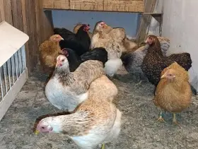 Predám zdrobnelé wyandotky