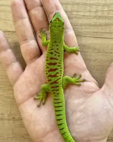 Phelsuma grandis high red - samec