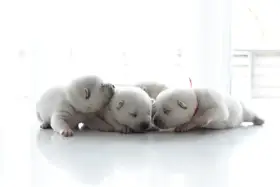 Kishu Inu štěňata s PP FCI k odběru 22. 12. 2025