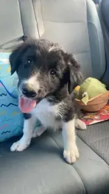  Border kolie s PP – štěně na prodej