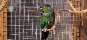 Prodám pyrura červenobřichý