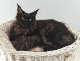 Mainská mývalí kočička s PP