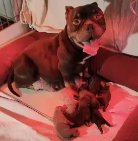 American Bully micro/exotic