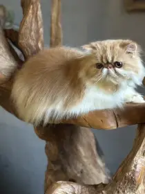 Prodám perské kotě s PP-