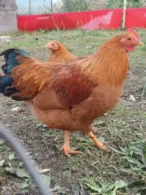 Kohout zdrobnělé Hempšírky