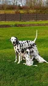 Štěňata Dalmatinů