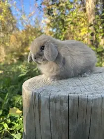 Minilop - zakrslý beránek