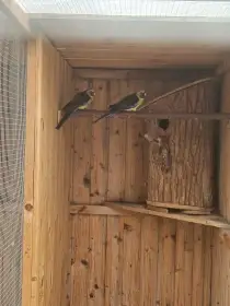 Rosela žlutobřichá