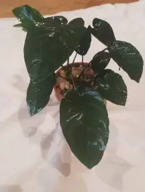 Prodám akvarijní rostliny