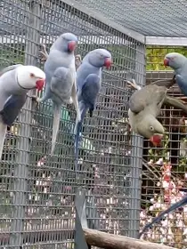 Alexandr Malý Mutace Prodej