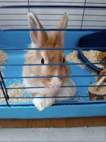 Prodám zakrslou králičici s vybavením - vhodná spíše pro zkušenější chovatele