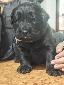 Newfoundland - Novofundlandský