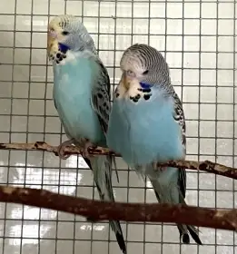 Mladé andulky modré - Andulka vlnkovaná