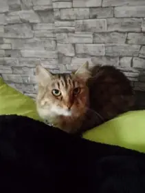 Kříženec Mainské mývalí