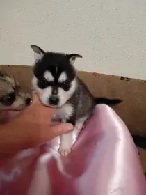 Alaskan klee kai