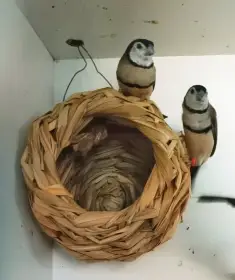 Samičku Astrilda bělolícího