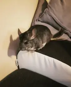 Činčily - samice, samec, mládě (ruším chov)