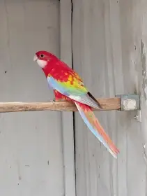 Rosela pestrá gold gold opalín