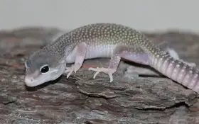 Gekončík noční - letoění mláďata