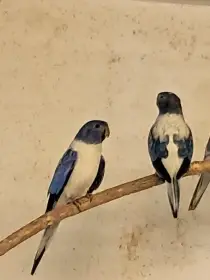 Výměním - neoféma modrohlavá OPALI VIOLETA 2F - 0,1 kroužek 25, za 1,0