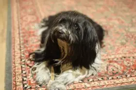 Štěňátka Tibetského teriéra