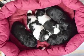 Štěňátka Tibetského teriéra