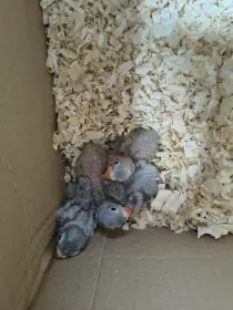 Agapornys škraboška