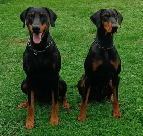 Dobrman -štěňata s PP, možnost rezervace