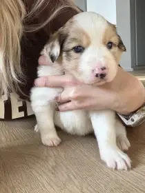 Red merle kluk