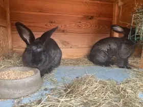 Kříženci- králíci