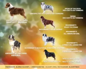 Štěňata miniaturního amerického ovčáka (Mini Aussie)