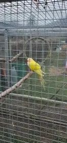 Papoušek alexandrin lutino