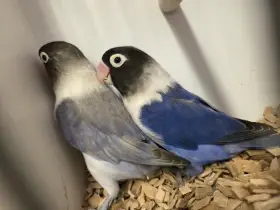 Agapornis škraboškový