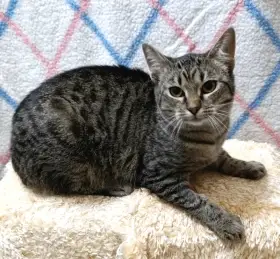 Kočička Rola hledá nový domov