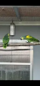 Amazoňan modročelý xanthopteryx