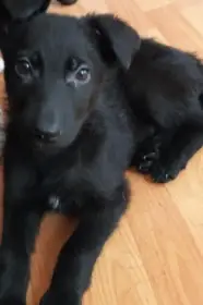 Německý ovčák -Fenka