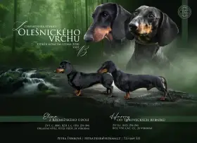 Jezevčík hladkosrstý standard s PP