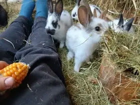 Prodám dvouměsíční králíčky