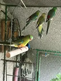 Prodám letošní mláďata