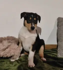 Štěňátka krátkosrsté kolie