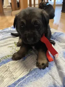 Štěnátka křížence labradora