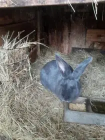 Prodám králíky Moravské modré