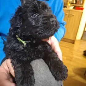 Štěňata Flanderský bouvier