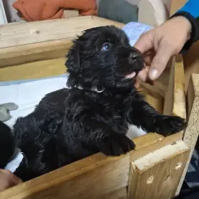 Štěňata Flanderský bouvier