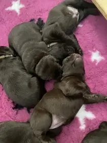 Labradorský retrivr