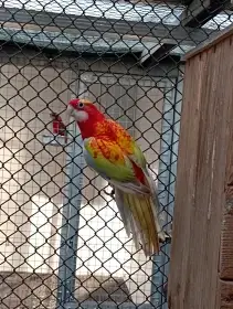 Rosela pestrá černá, modrá, zlatá