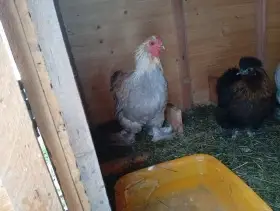 Brahmánky zdrobnělé Lavender