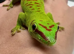 Phelsuma grandis high red
