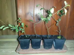 Kdoulovec Pink Lady a Texas Scarlet